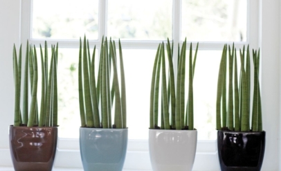 5 tipos de plantas para quem não tem tempo ou não sabe cuidar de uma